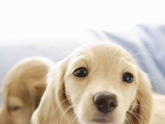 狗狗胆小怎么训练最快最简单,怎么纠正狗狗过于胆小怕车