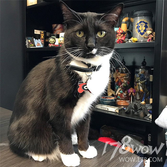 暴雪员工的宠物也太幸福了，还有专属部落or联盟工牌