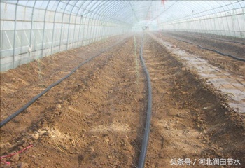 大棚草莓膜下微喷系统如何使用，草莓如何种植灌溉能提高产量？