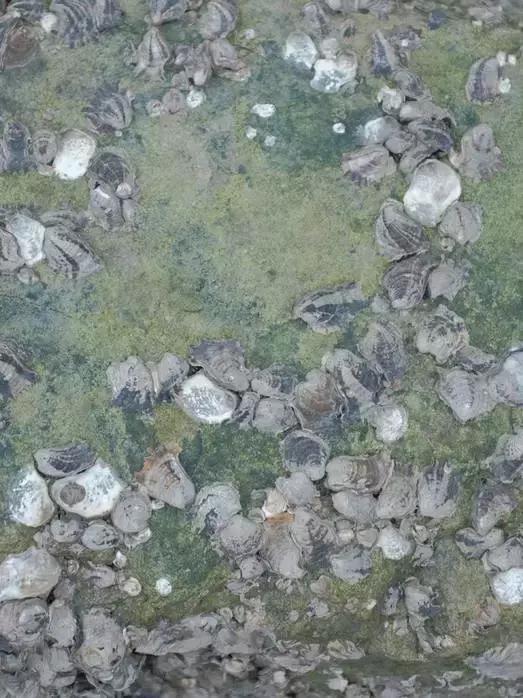 男孩子的外衣,男孩的外衣