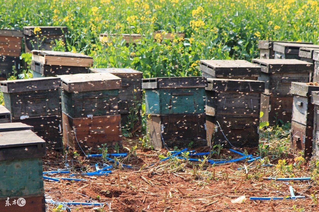 蜜蜂养殖技术试题及答案,养殖蜜蜂的语言