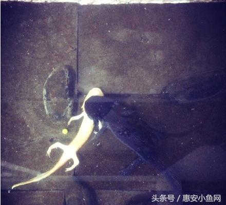 在闽南不仅有四脚蛇，还有四脚鱼，也叫“中国火龙”！