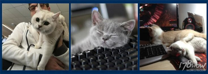 暴雪员工的宠物也太幸福了，还有专属部落or联盟工牌