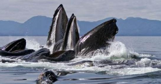 鲸类进化史上最让人惊叹的事,鲸类和灵长类