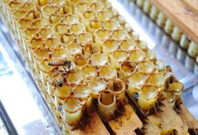 蜜蜂养殖技术500问,蜜蜂养殖技术试题及答案