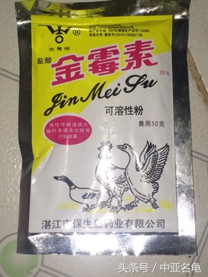 秋天龟龟到家怎么处理,秋季乌龟生病怎么处理