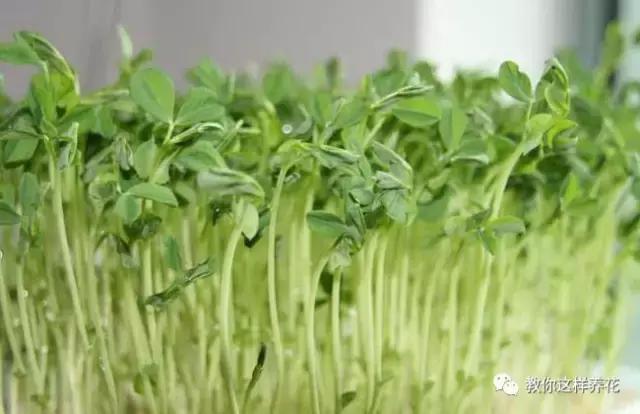 自己在家种菜做美食,家庭如何种菜做菜