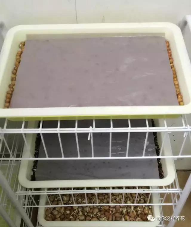 自己在家种菜做美食,家庭如何种菜做菜