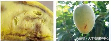 还没熟透的芒果切开后怎么办,芒果切开中间软烂