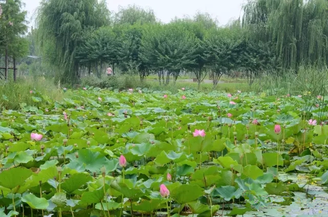美丽的郑州北龙湖湿地公园,郑州北龙湖湿地公园初冬游记