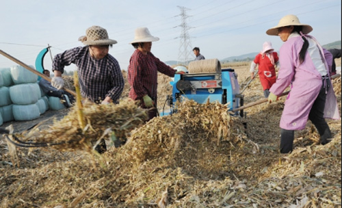 农村不愁销路的创业项目,农村创业不容易投资几十万