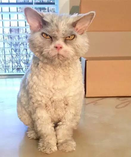 什么猫可以和泰迪混养的,什么猫适合和泰迪一起养