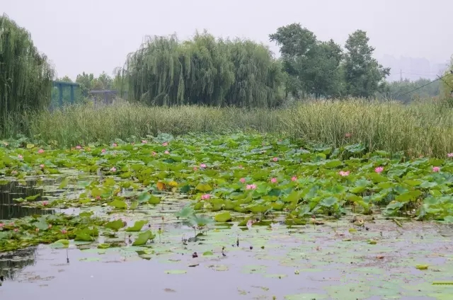 美丽的郑州北龙湖湿地公园,郑州北龙湖湿地公园初冬游记