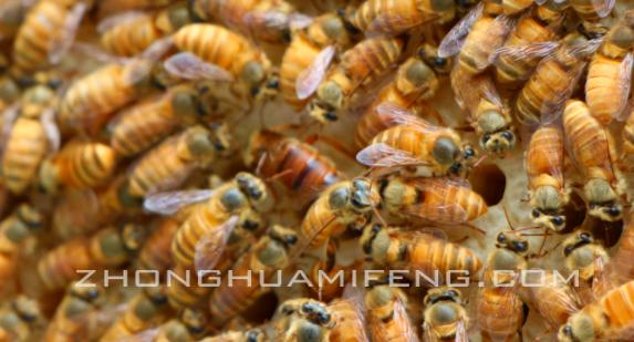 中蜂养蜂绝密技术,中蜂度夏怎样饲养