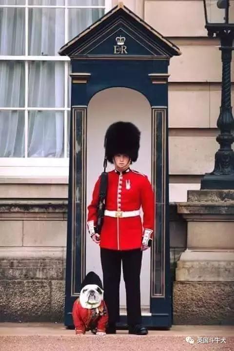 十大常见的斗牛犬,世界十大著名斗牛犬