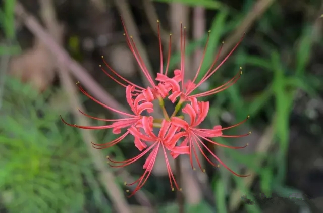 美丽的郑州北龙湖湿地公园,郑州北龙湖湿地公园初冬游记