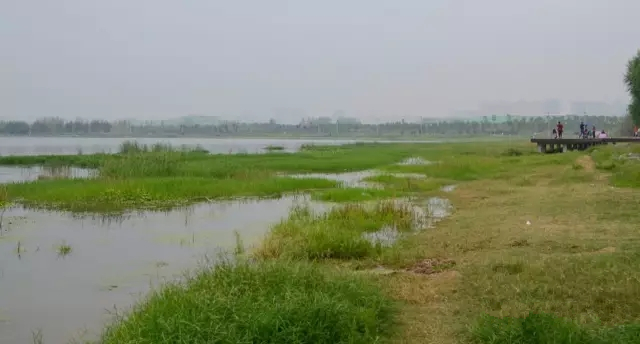 美丽的郑州北龙湖湿地公园,郑州北龙湖湿地公园初冬游记