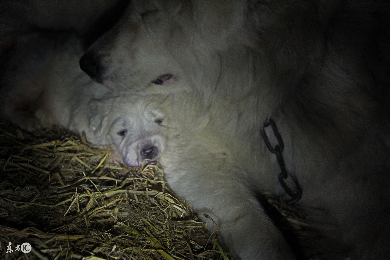 判断母狗怀孕的视频,判断母狗是否怀孕最简单的方法