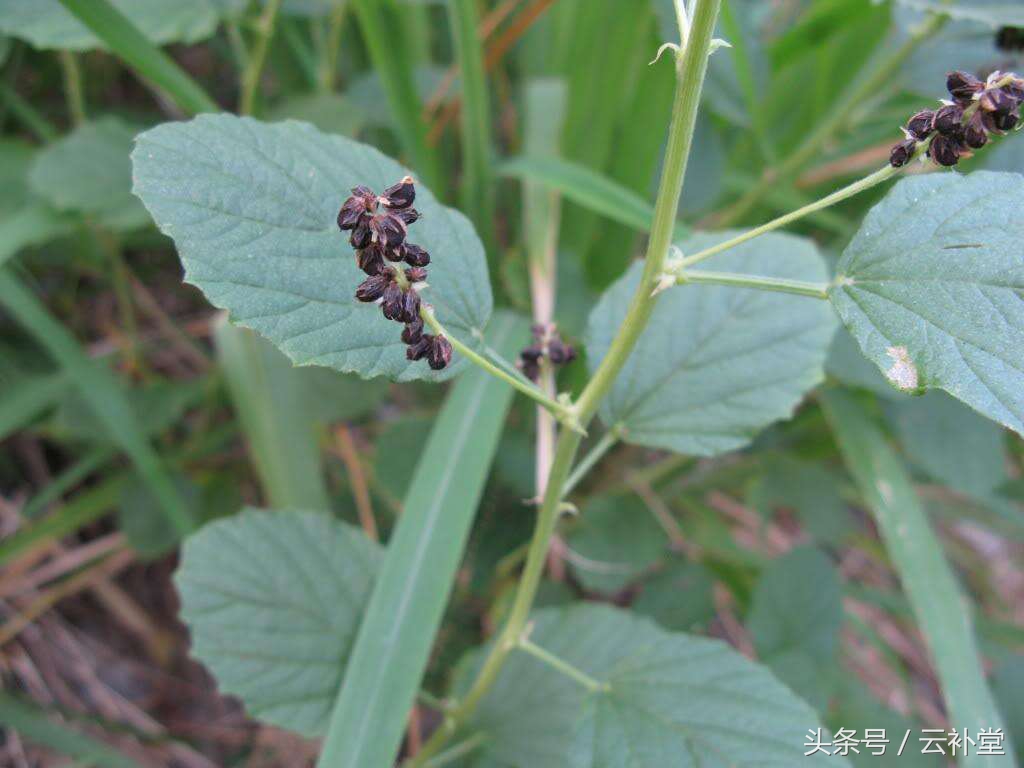 补骨脂的功效与作用和主治,补骨脂的功效与作用剂量