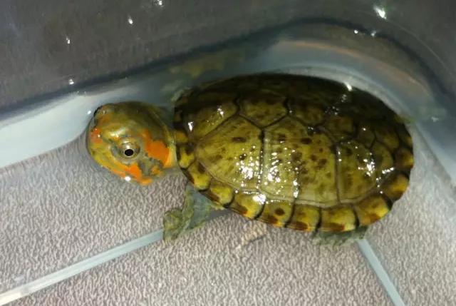 果核蛋龟饲养温度要多少,蛋龟的饲养方法和技巧