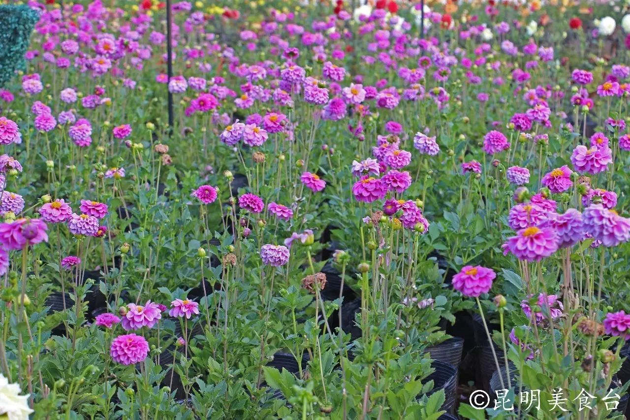 昆明捞鱼河公园万株野花如期绽放，国庆节踩烂2张共享单车也得去