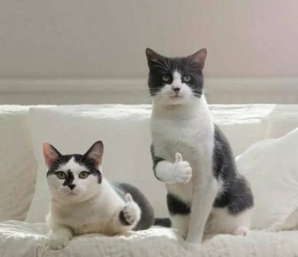 神回复,神回复段子精辟