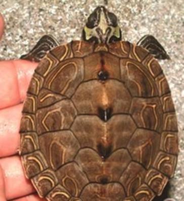 乌龟流貂蝉怎么玩,乌龟貂蝉