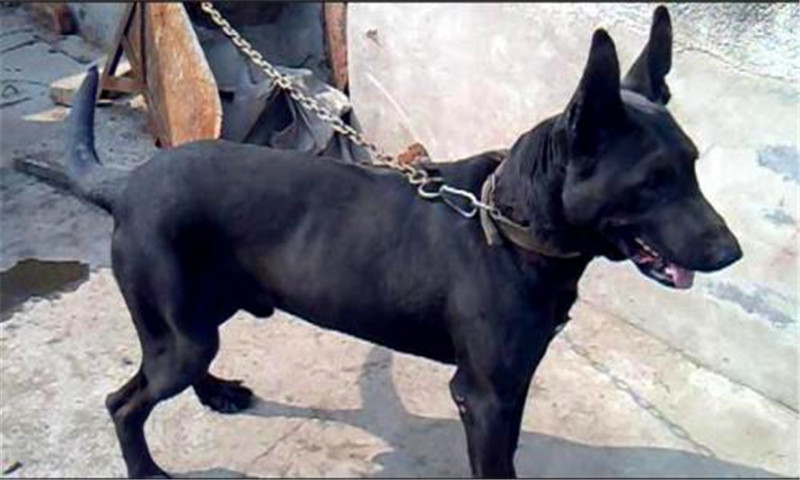 黑狼犬怎么养才能变得壮,黑狼犬的驯养方法