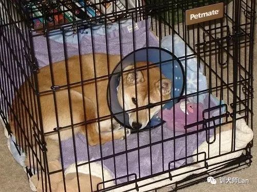 狗狗做了绝育手术还会来月经吗,狗狗做绝育手术好还是不做绝育好