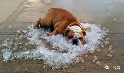 一梦谈狗:英牛那么丑,价格又贵,为什么还有那么多人养?