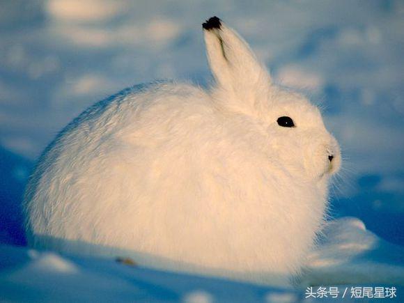 兔子的11个令人惊讶的事实,猜兔子的谜语有哪些