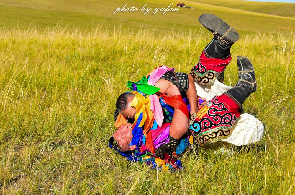 草原上的民间游戏，牛羊在吃草，牧民在搏克