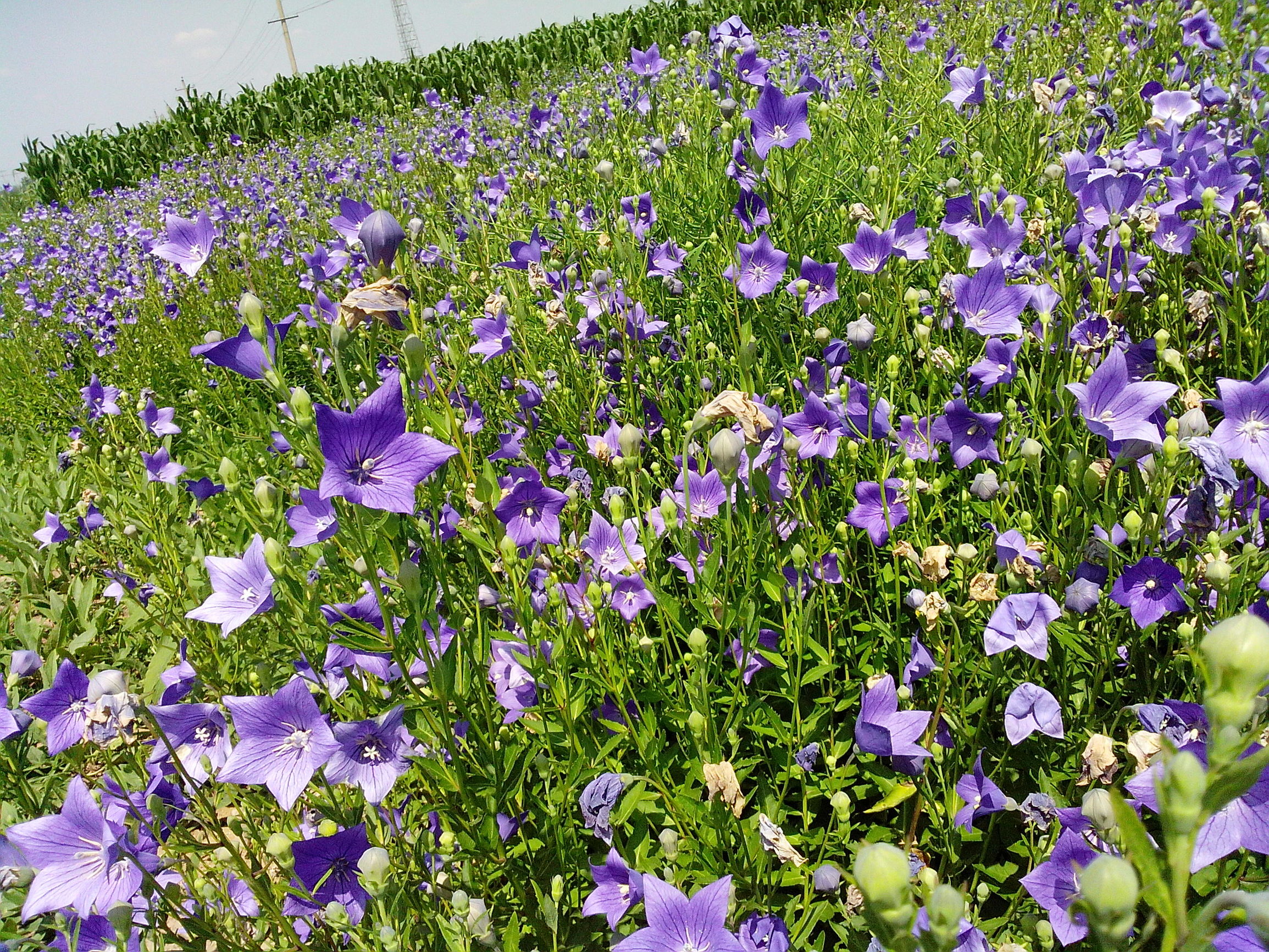 商洛景区当地小吃特产,商洛地区哪个县的特产最好