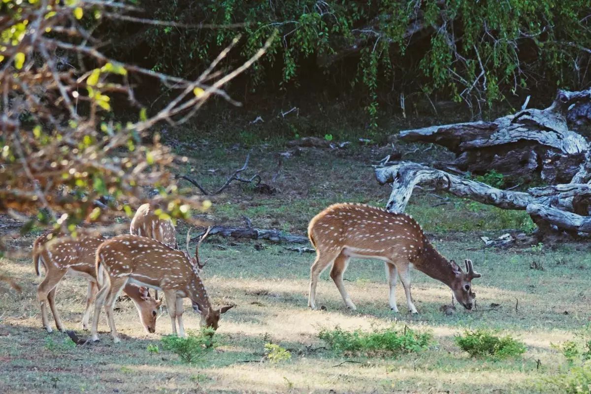 斯里兰卡被誉为上帝的眼泪,华正商旅美景推荐