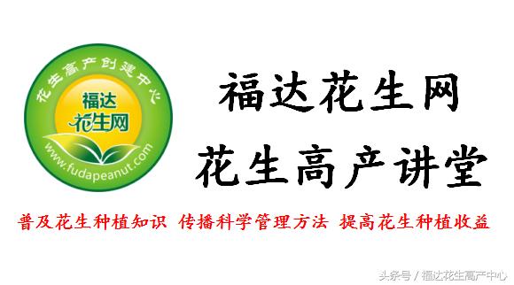 当前花生价格行情,最新花生收购价格与行情