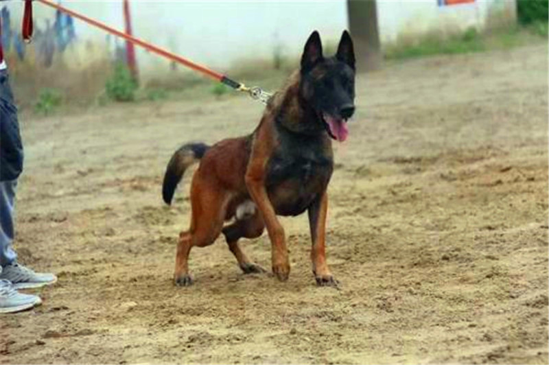 怎样制止马犬行为,马犬怎么激发凶性