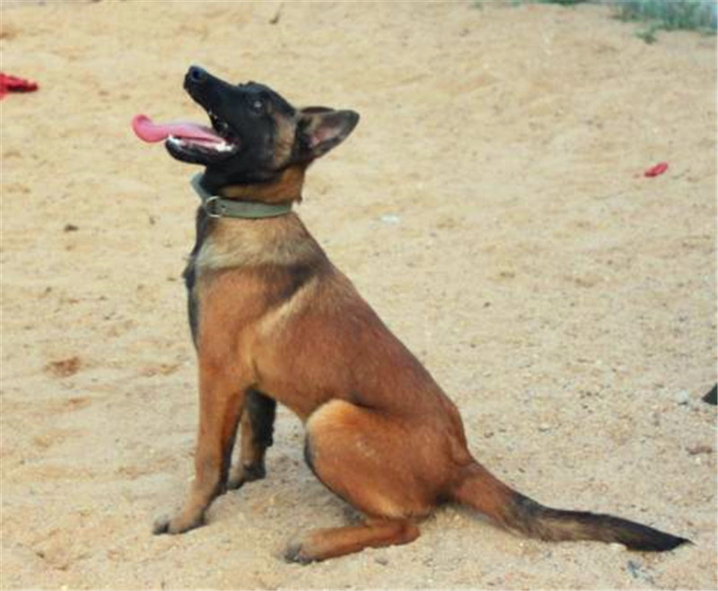 怎样制止马犬行为,马犬怎么激发凶性