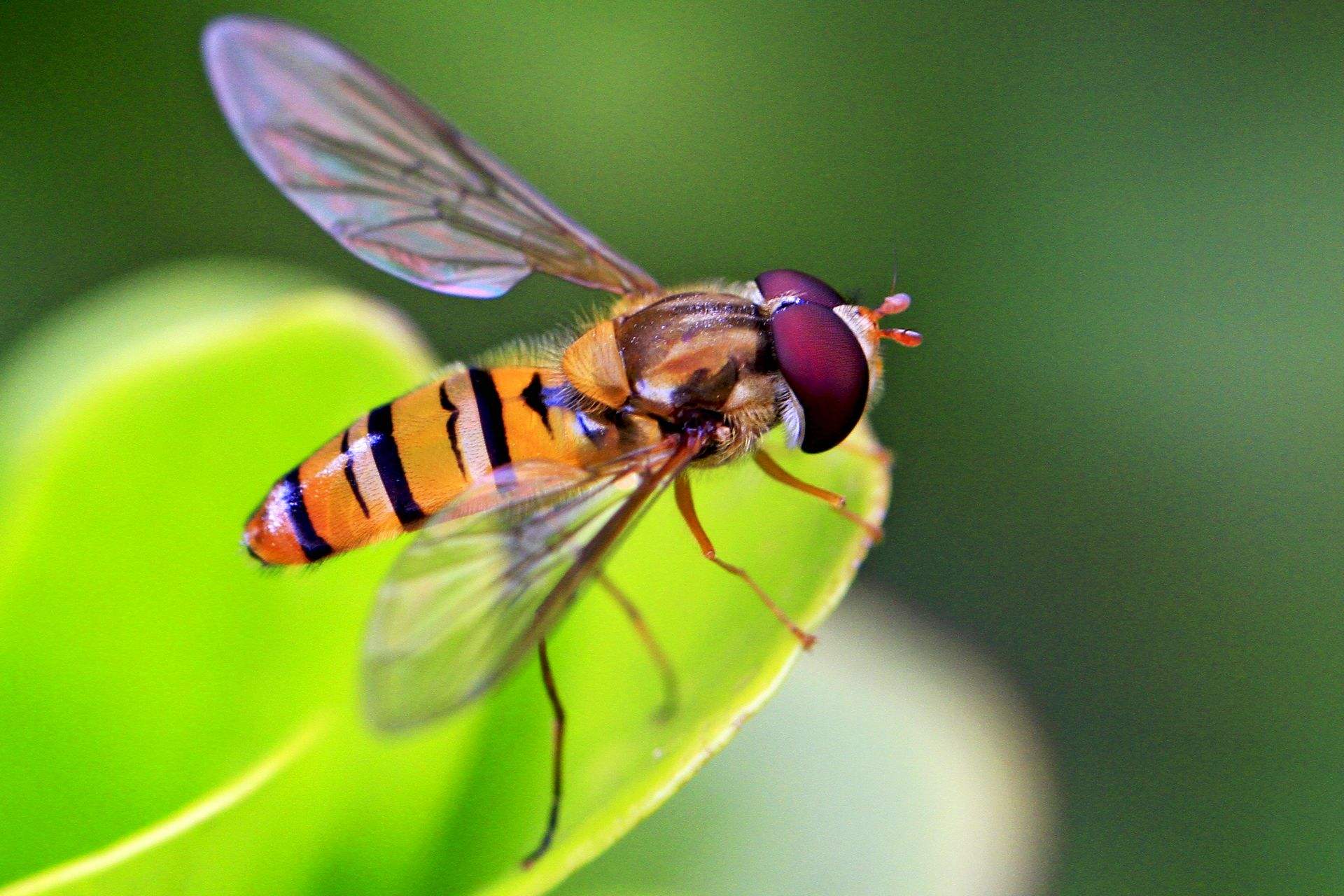 能生存100年的水熊虫,水熊虫生命力真的很顽强吗
