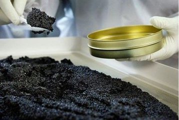 俄罗斯的鱼子酱你一定要尝尝,俄罗斯鱼子酱真的好吃不