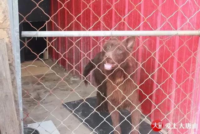 我们用镜头记录生活,记录流浪狗真实生活