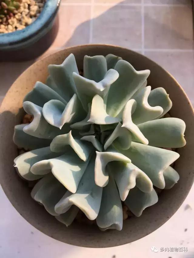 秋风送爽适用于九月吗,秋风送爽赏景天