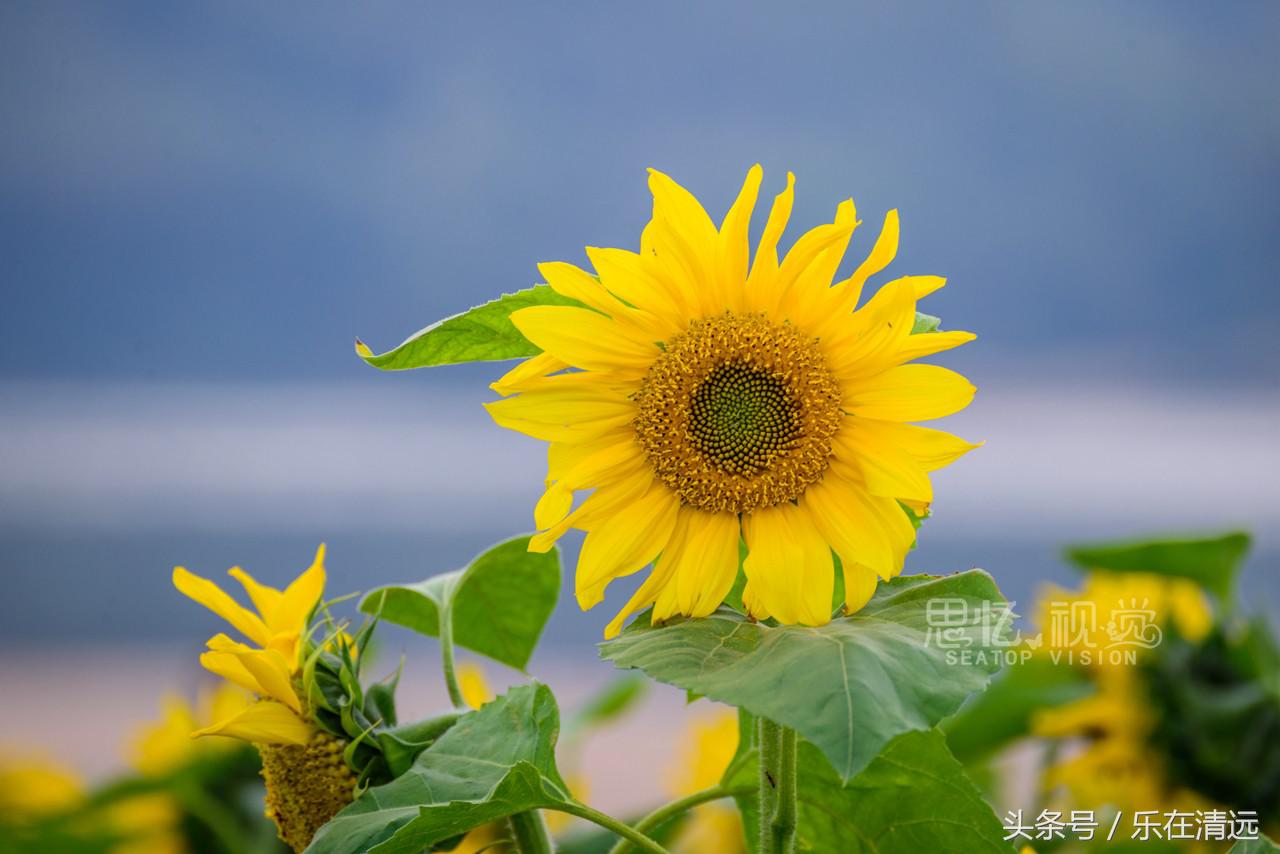 聚美金沙滩附近哪里好玩,聚美金沙滩攻略