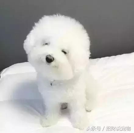 幼犬怎么预防翻肠子,幼犬后腿外翻怎么办