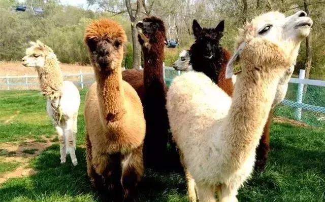 国庆澳大利亚,国庆假日浪漫之旅