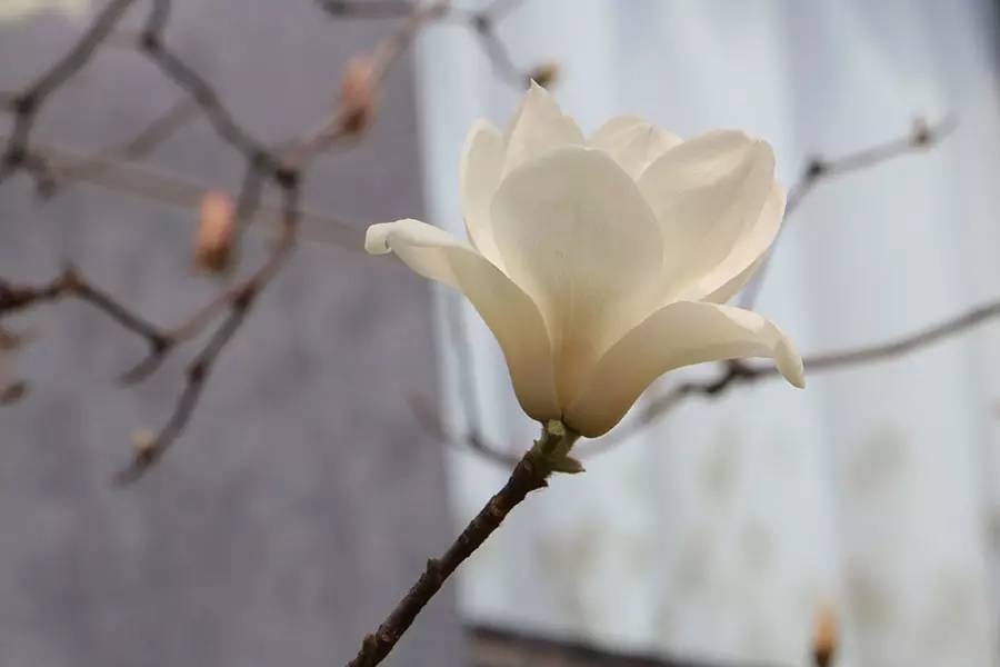 南京十大赏花胜地,南京玄武湖春季赏花攻略请收好