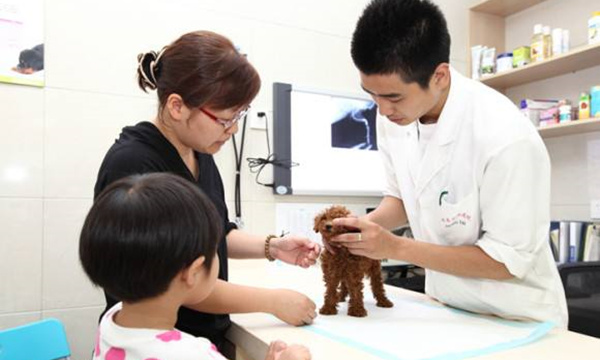 萨摩耶被小马犬咬,家养的萨摩耶会得细小吗