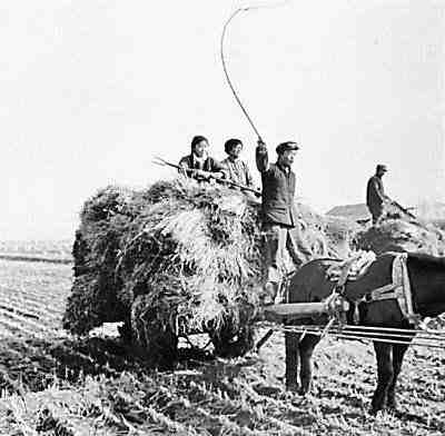 儿子说,妈妈,这样的驴也给我买一只吧