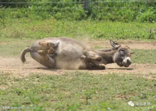 儿子说,妈妈,这样的驴也给我买一只吧