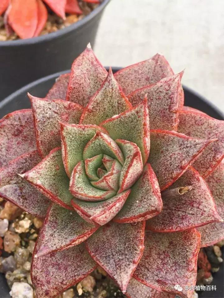 多肉吸收露水会长得更好吗,露养多肉有露水怎么办