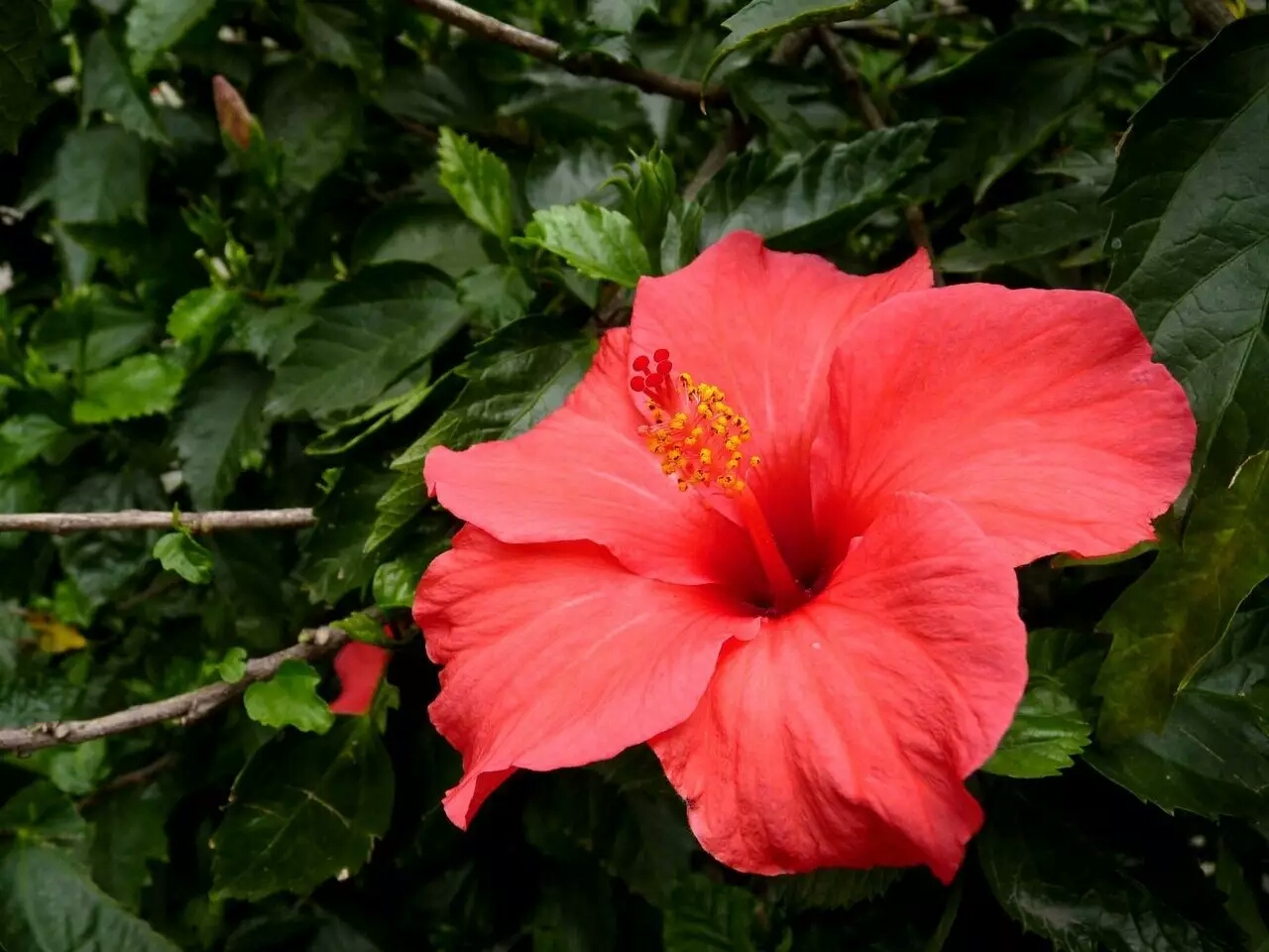 各国的国花都是什么花,不同国家的国花及其象征意义